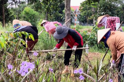 Tập thể trường mầm non Họa Mi lao động dọn dẹp trường xanh, sạch, đẹp đón chào năm học mới năm học 2023 – 2024